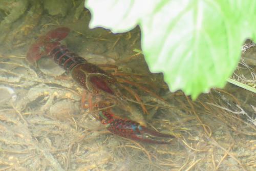 Procambarus sp.